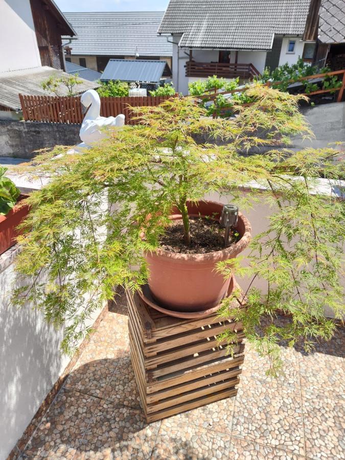 Apartments Karin بليد المظهر الخارجي الصورة